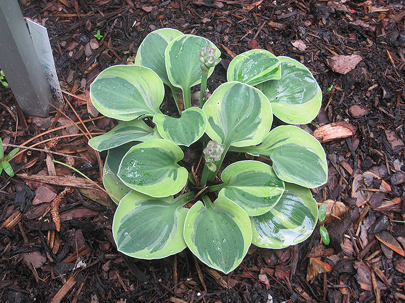 Frosted Mouse Ears Hosta (Hosta 'Frosted Mouse Ears') in Crystal Lake
