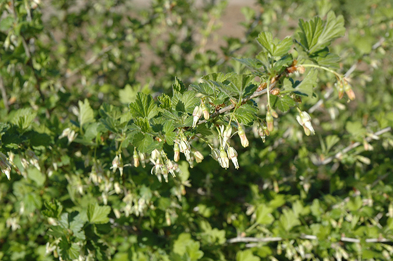 Pixwell Gooseberry (Ribes 'Pixwell') at Countryside Flower Shop & Nursery