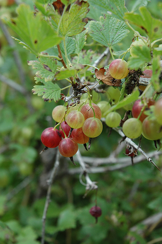 Pixwell Gooseberry (Ribes 'Pixwell') at Countryside Flower Shop & Nursery