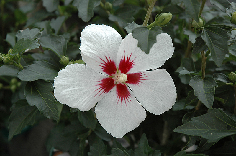 Lil' Kim Rose of Sharon (Hibiscus syriacus 'Antong Two') at Countryside Flower Shop & Nursery
