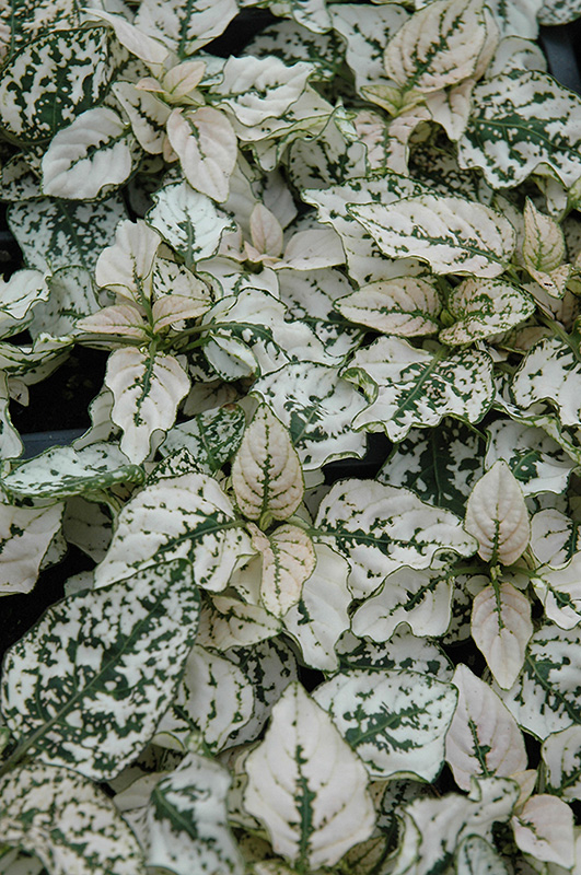 Splash Select White Polka Dot Plant (Hypoestes phyllostachya 'PAS2343') at Countryside Flower Shop & Nursery