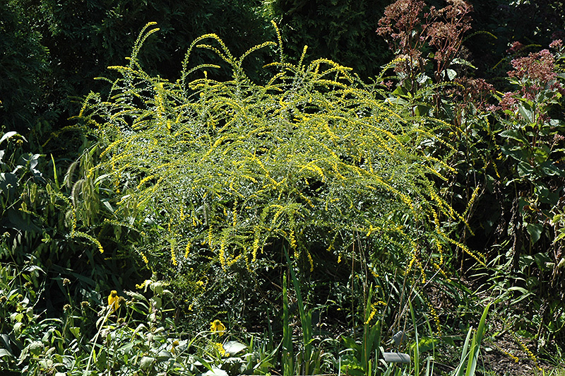 Fireworks Goldenrod (Solidago rugosa 'Fireworks') in Crystal Lake Cary ...