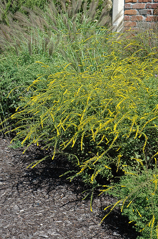 Fireworks Goldenrod (Solidago rugosa 'Fireworks') in Crystal Lake Cary ...