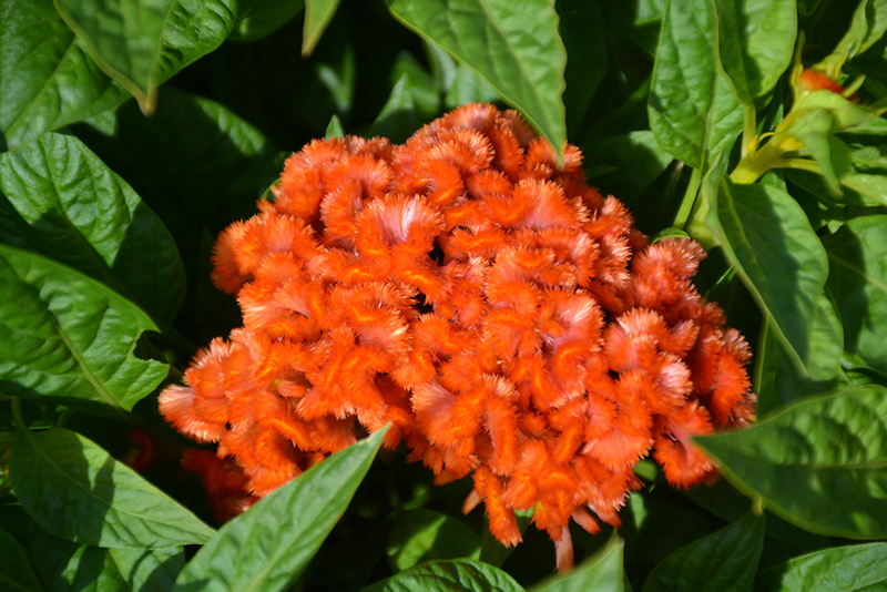 Twisted Orange Celosia (Celosia cristata ‘Twisted Orange’) in Crystal