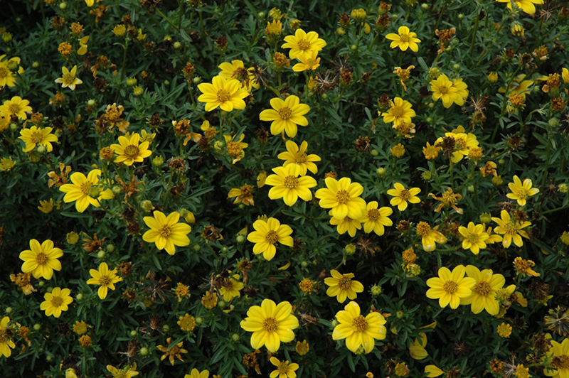 Namid Compact Yellow Bidens (Bidens ferulifolia 'Namid Compact Yellow') at Countryside Flower Shop & Nursery