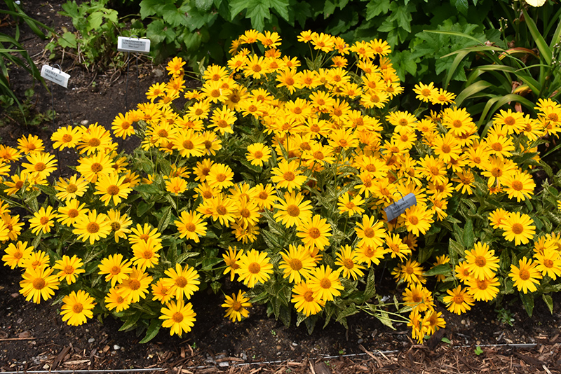 Sunstruck False Sunflower (Heliopsis helianthoides 'Sunstruck') at Countryside Flower Shop & Nursery