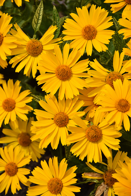 Sunstruck False Sunflower (Heliopsis helianthoides 'Sunstruck') at Countryside Flower Shop & Nursery