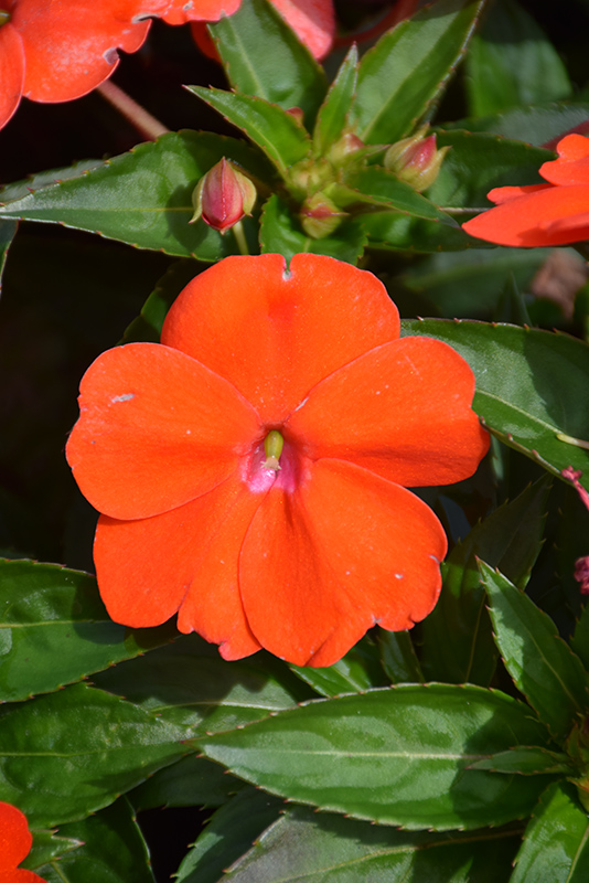 SunPatiens Vigorous Orange New Guinea Impatiens (Impatiens 'SAKIMP056') at Countryside Flower Shop & Nursery