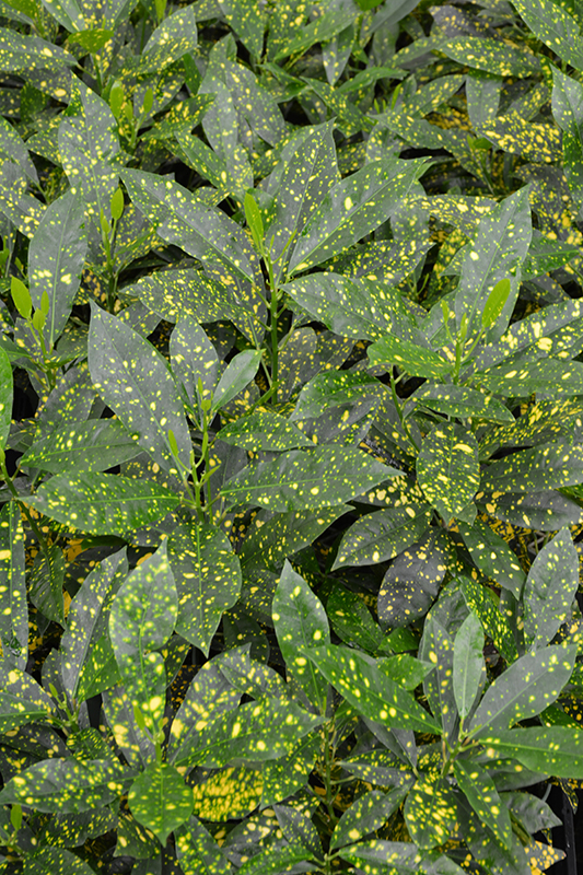 Gold Dust Variegated Croton (Codiaeum variegatum 'Gold Dust') at Countryside Flower Shop & Nursery