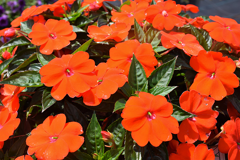 SunPatiens Vigorous Orange New Guinea Impatiens (Impatiens 'SAKIMP056') at Countryside Flower Shop & Nursery