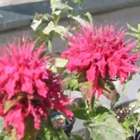 Plant Photo 2