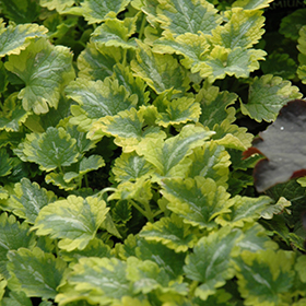 Plant Photo 5