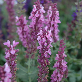 Plant Photo 2