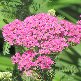 Plant Photo 2