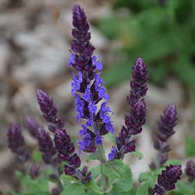 Plant Photo 1