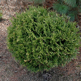 Plant Photo 1