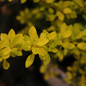 Plant Photo 8