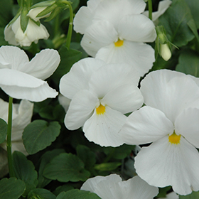 Plant Photo 9