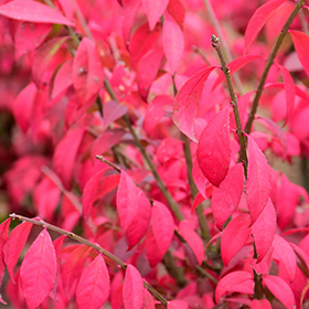 Plant Photo 1