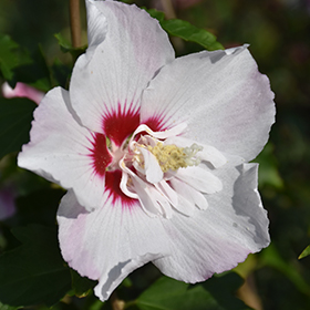 Plant Photo 8