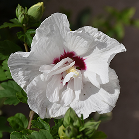 Plant Photo 7