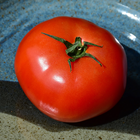Plant Photo 7