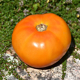 Plant Photo 3