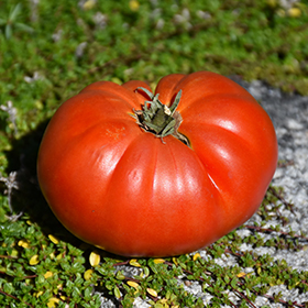 Plant Photo 5