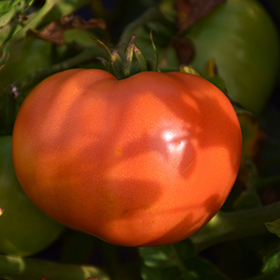 Plant Photo 2