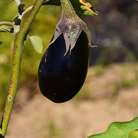 Plant Photo 5