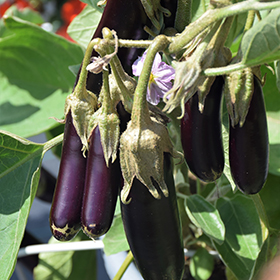 Plant Photo 9