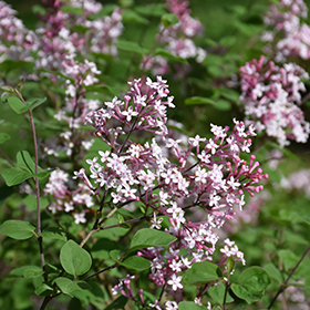 Plant Photo 7