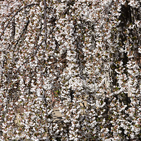 Plant Photo 1