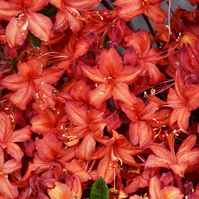 Plant Photo 6