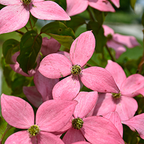 Plant Photo 9