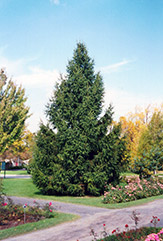 Norway Spruce (Picea abies) at Countryside Flower Shop & Nursery