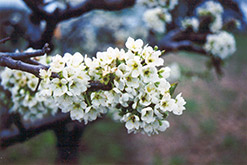 Burbank Plum (Prunus 'Burbank') at Countryside Flower Shop & Nursery
