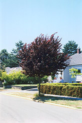 Newport Plum (Prunus cerasifera 'Newport') at Countryside Flower Shop & Nursery