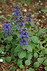 Caitlin's Giant Bugleweed (Ajuga reptans 'Caitlin's Giant') at Countryside Flower Shop & Nursery