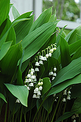 Lily-Of-The-Valley (Convallaria majalis) at Countryside Flower Shop & Nursery