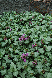 Red Nancy Spotted Dead Nettle (Lamium maculatum 'Red Nancy') at Countryside Flower Shop & Nursery