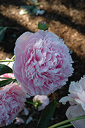 Shirley Temple Peony (Paeonia 'Shirley Temple') at Countryside Flower Shop & Nursery
