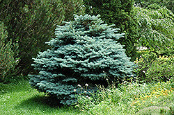 Globe Blue Spruce (Picea pungens 'Globosa') at Countryside Flower Shop & Nursery