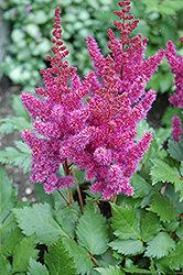 Visions Astilbe (Astilbe chinensis 'Visions') at Countryside Flower Shop & Nursery