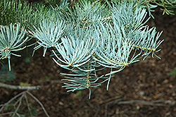 White Fir (Abies concolor) at Countryside Flower Shop & Nursery