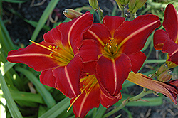 Chicago Fire Daylily (Hemerocallis 'Chicago Fire') at Countryside Flower Shop & Nursery