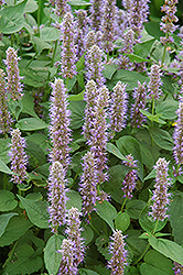 Blue Fortune Anise Hyssop (Agastache 'Blue Fortune') at Countryside Flower Shop & Nursery