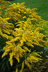 Crown Of Rays Goldenrod (Solidago 'Crown Of Rays') at Countryside Flower Shop & Nursery