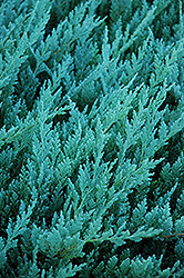 Blue Chip Juniper (Juniperus horizontalis 'Blue Chip') at Countryside Flower Shop & Nursery