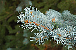 Blue Colorado Spruce (Picea pungens 'var. glauca') at Countryside Flower Shop & Nursery